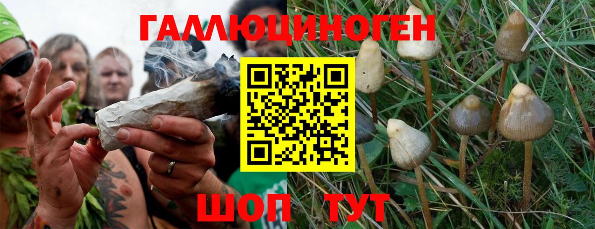где продают наркотики  Вход с VPN  Галлюциногенные грибы MAGIC MUSHROOMS  Новоалександровск  Галлюциногенные грибы Psilocybe 